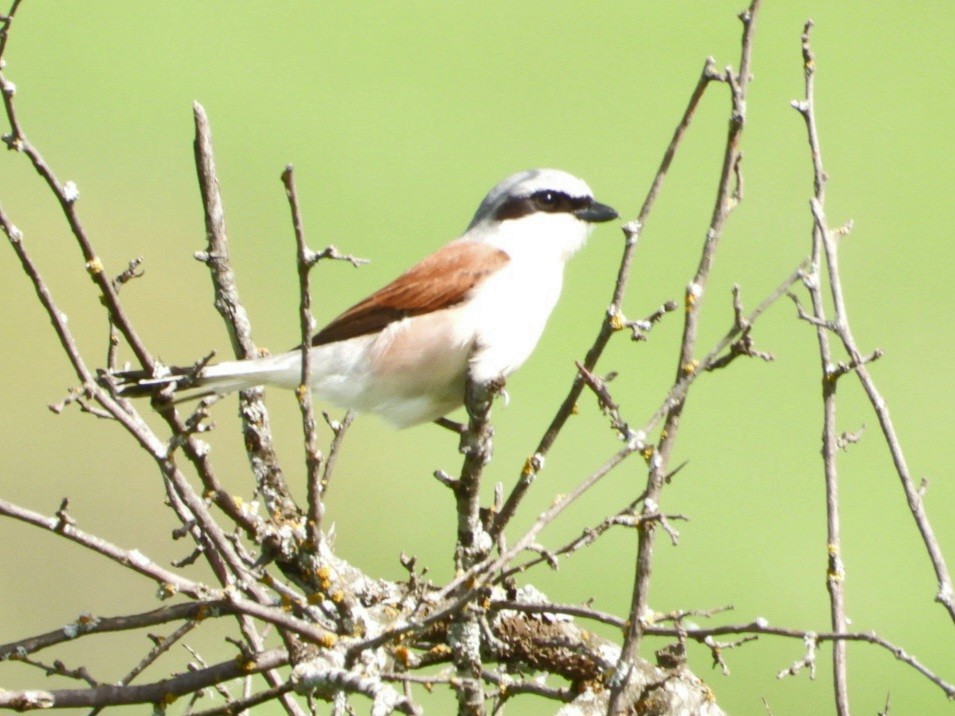 Red-backed Shrike - Ivan V