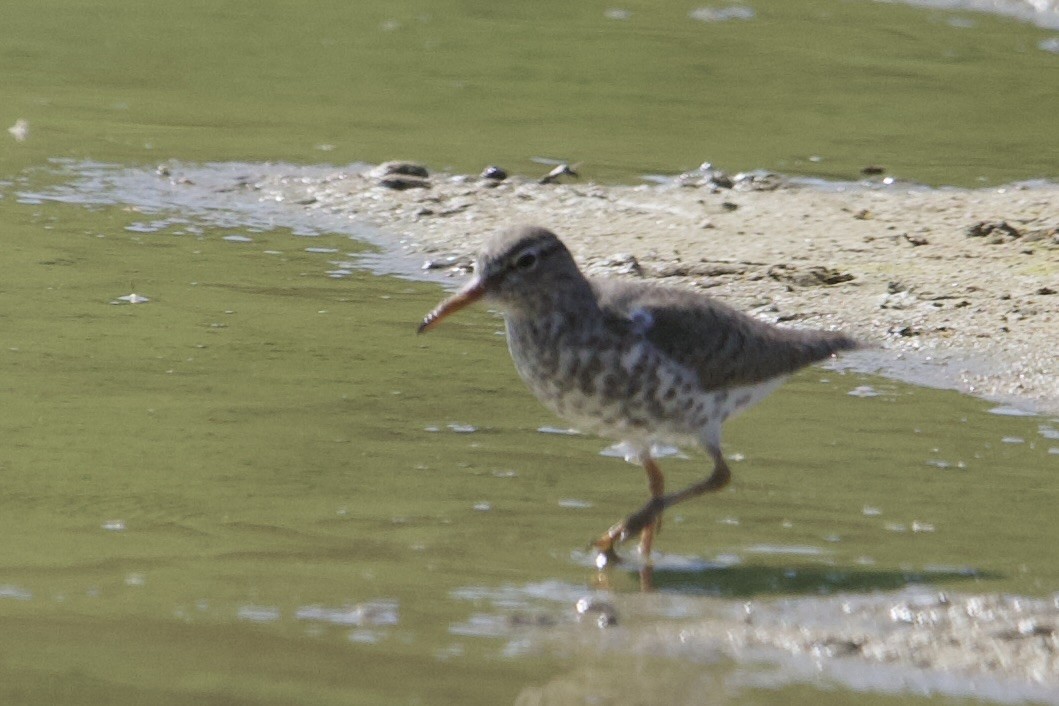 Spotted Sandpiper - Robert Snider