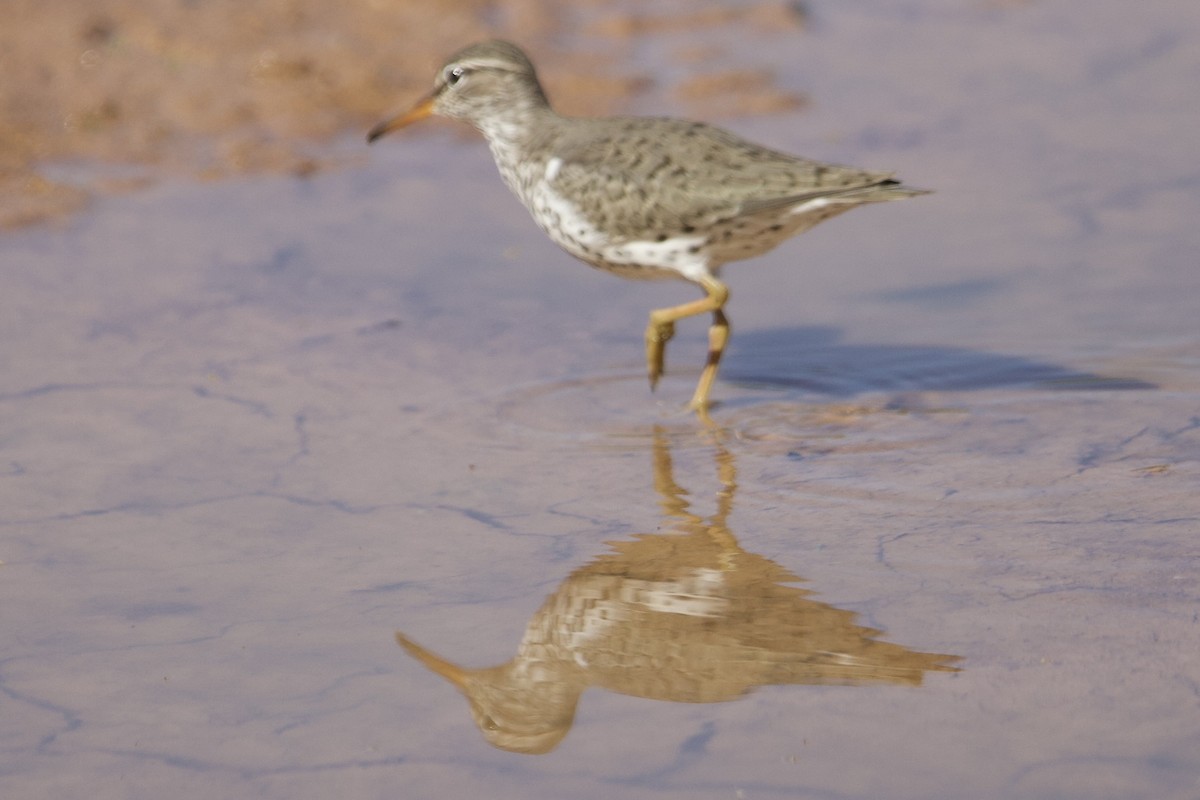 Spotted Sandpiper - Robert Snider