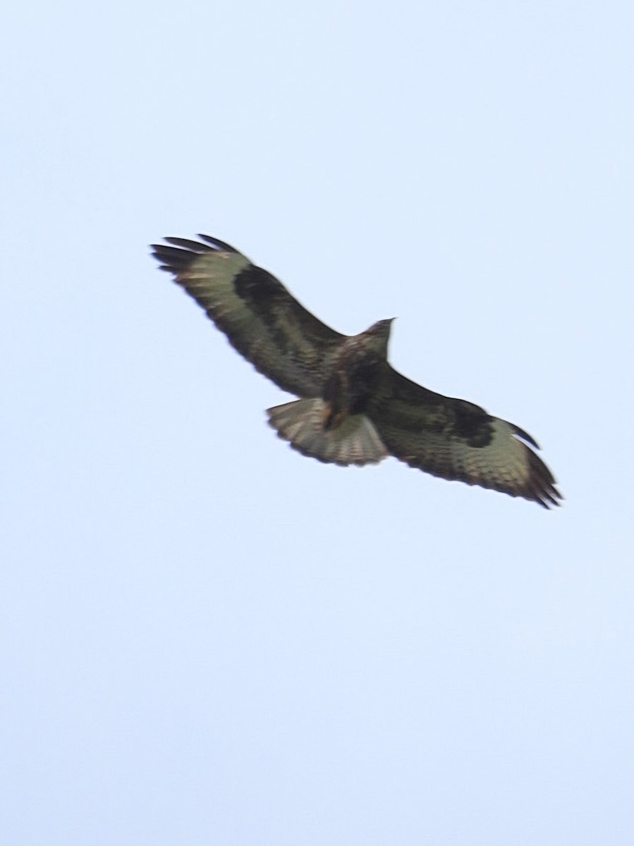 Common Buzzard - ML619612318