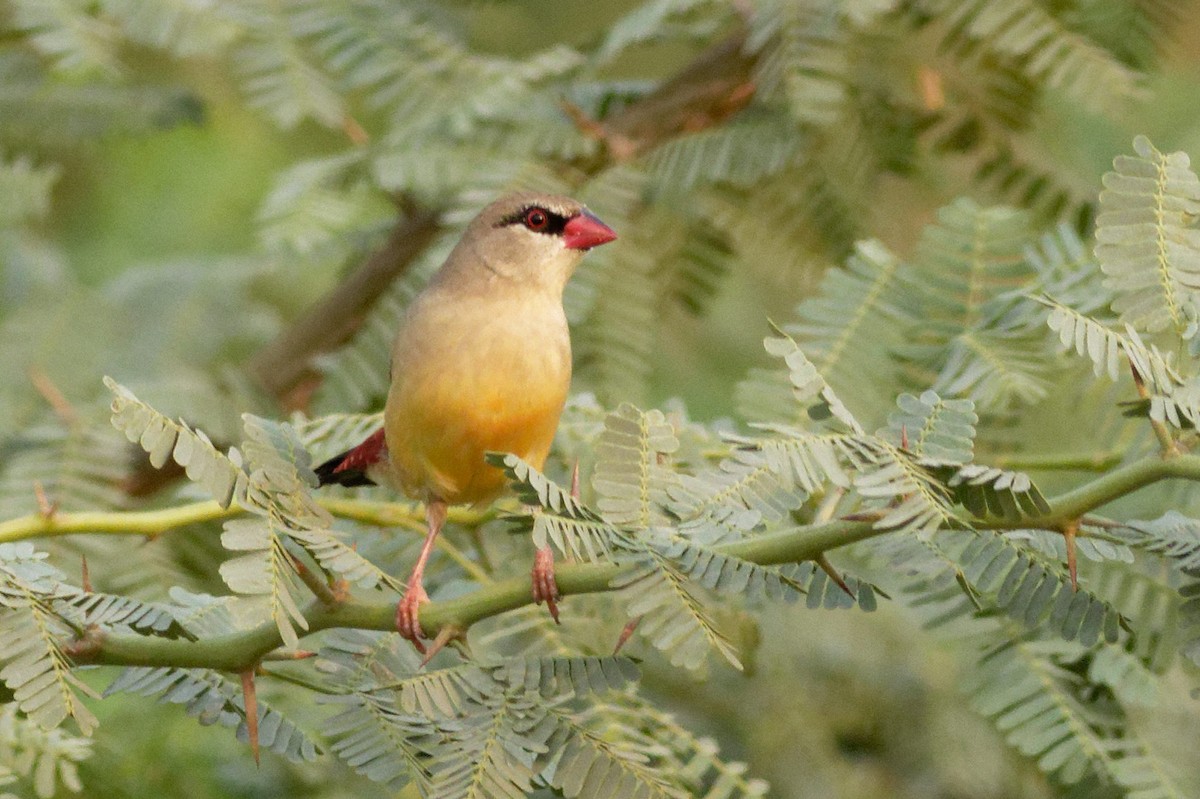 Red Avadavat - ML619612321