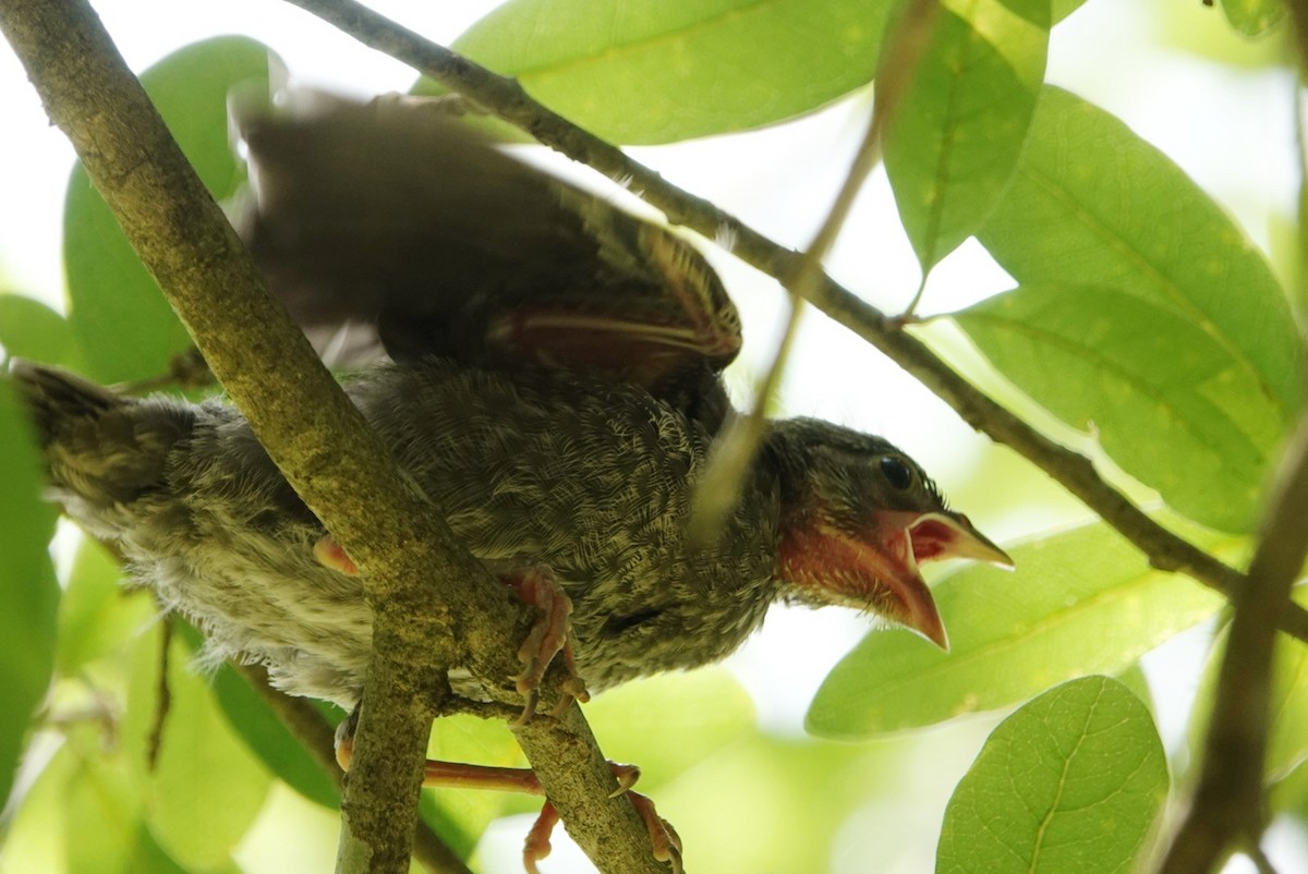 Brown-headed Cowbird - deborah grimes