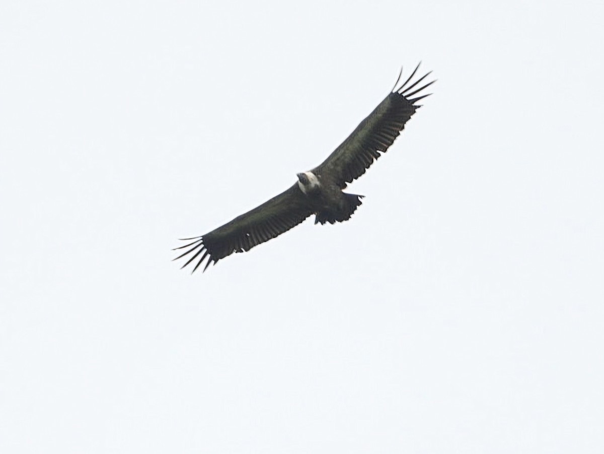 Eurasian Griffon - ML619612327