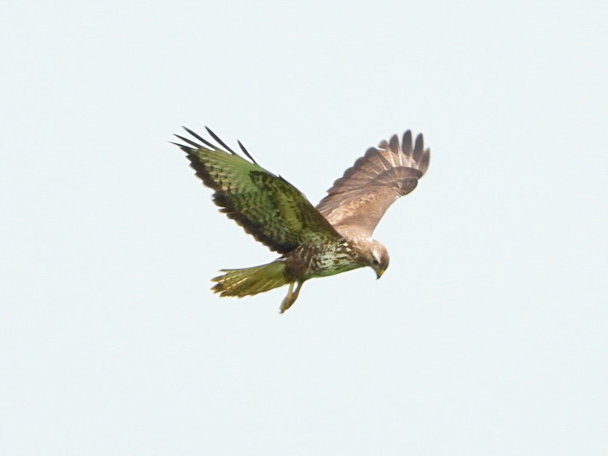 Common Buzzard - ML619612330