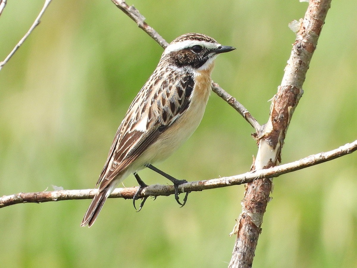 Whinchat - Ivan V