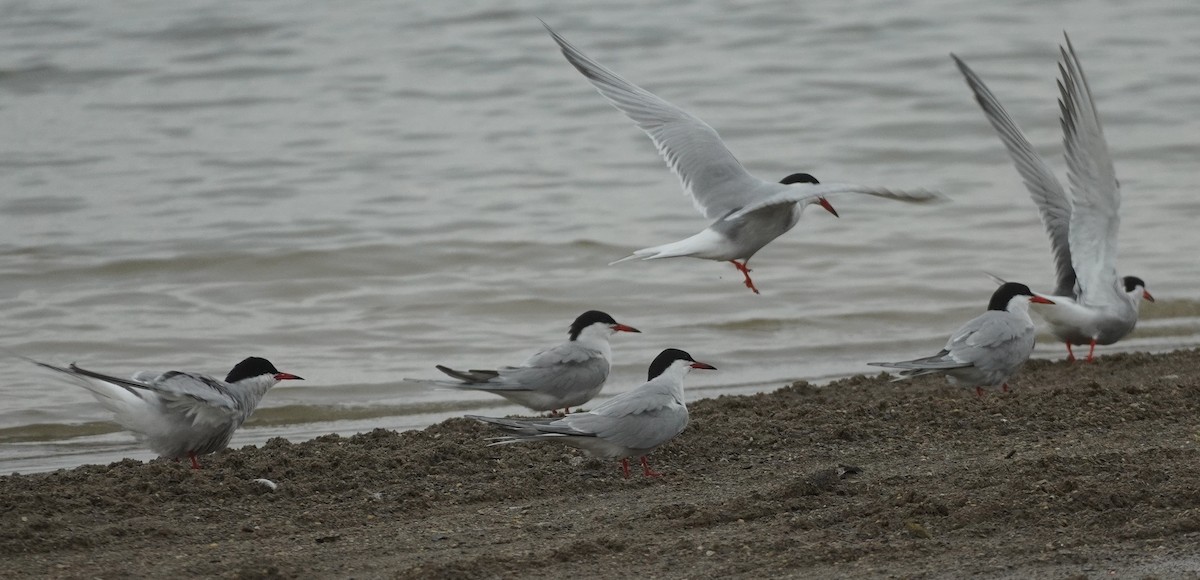 Common Tern - John McCallister