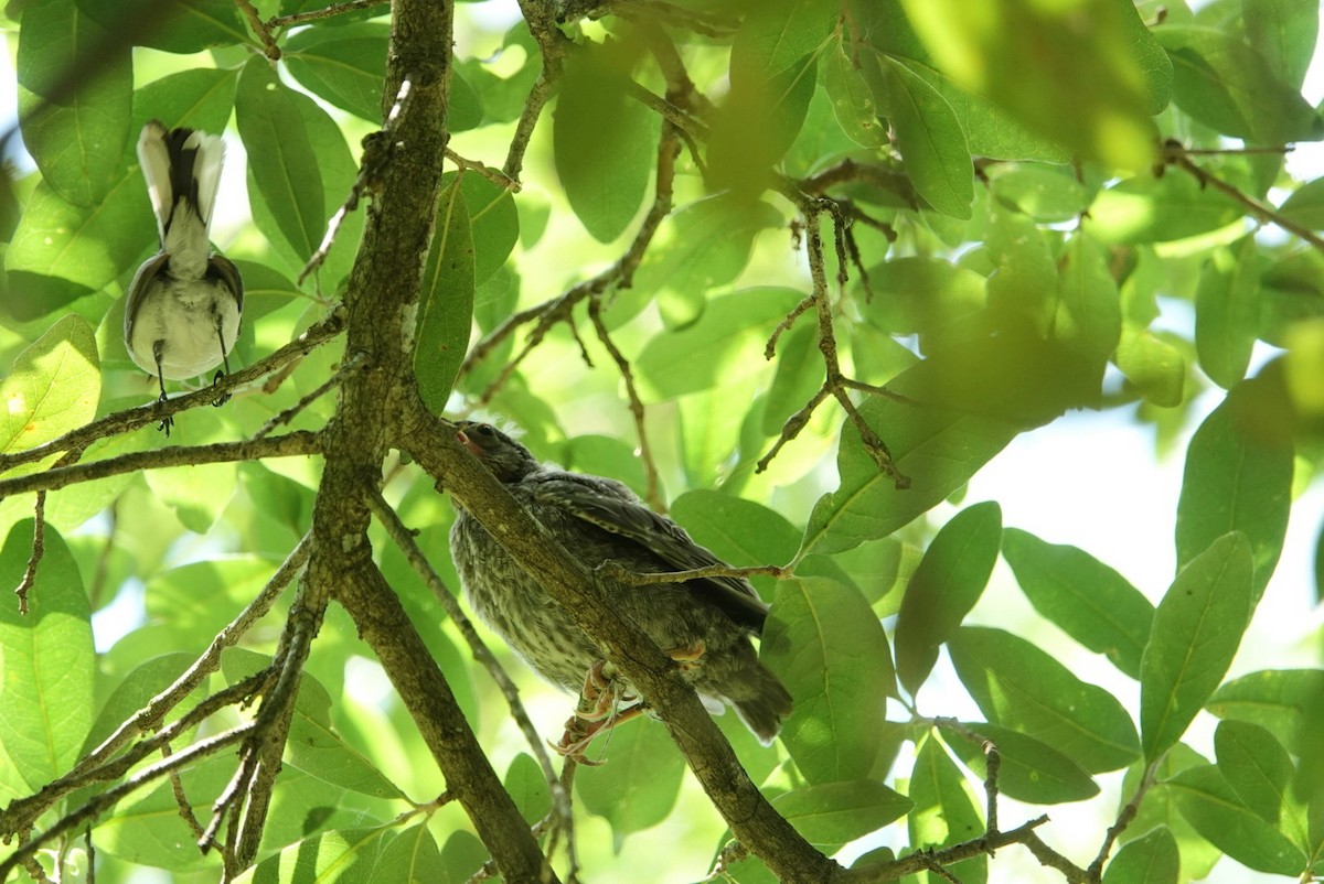 Brown-headed Cowbird - ML619612341