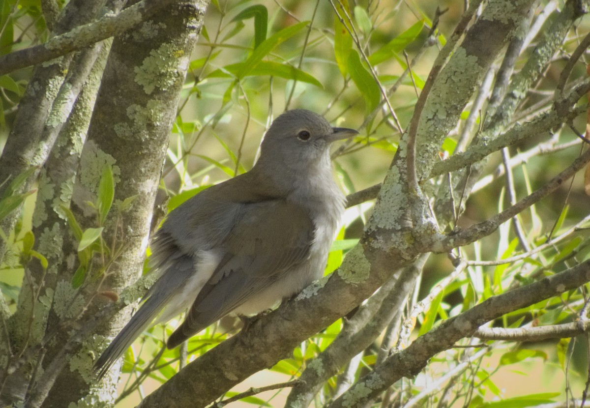 Gray Shrikethrush - Kent Warner