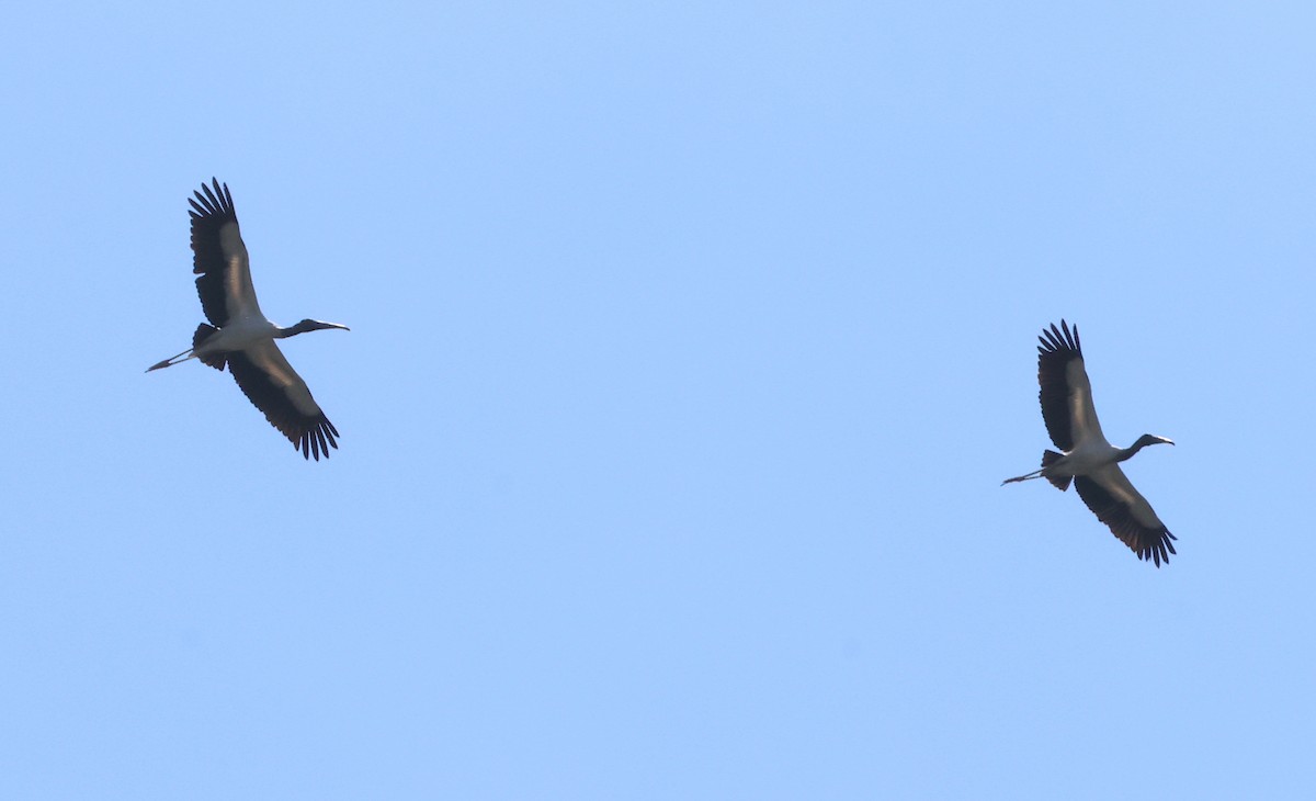 Wood Stork - Bob Sicolo