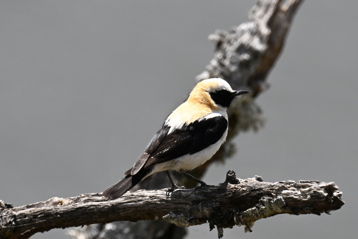 Western Black-eared Wheatear - Anonymous