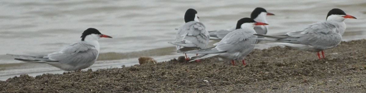 Common Tern - John McCallister