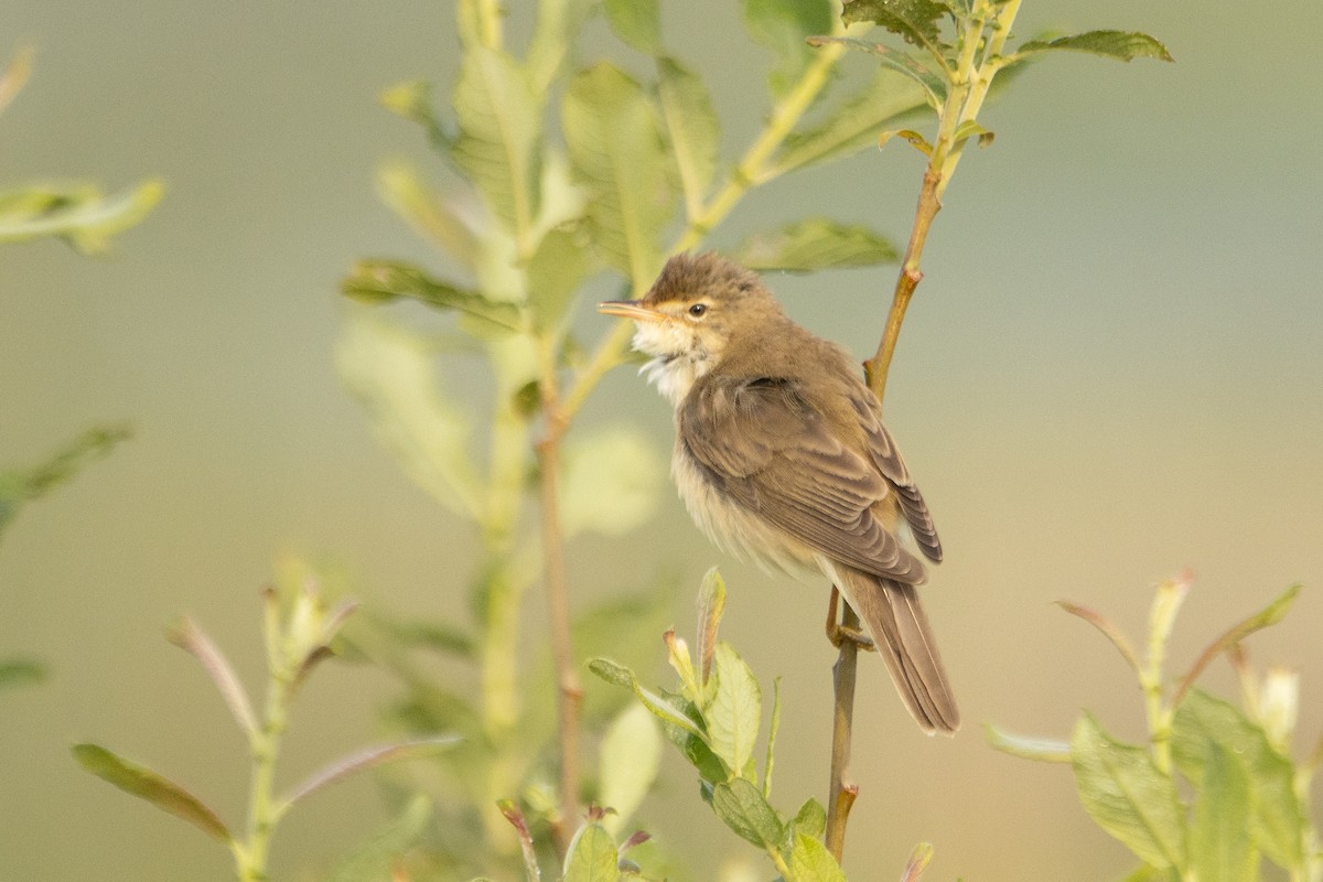 Marsh Warbler - Letty Roedolf Groenenboom