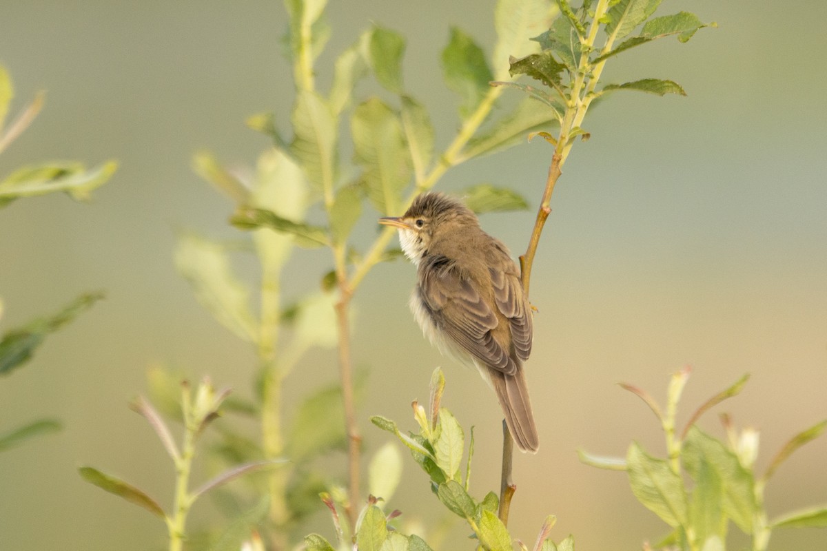 Marsh Warbler - Letty Roedolf Groenenboom