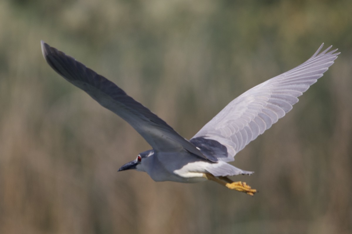 Black-crowned Night Heron - Robert Snider