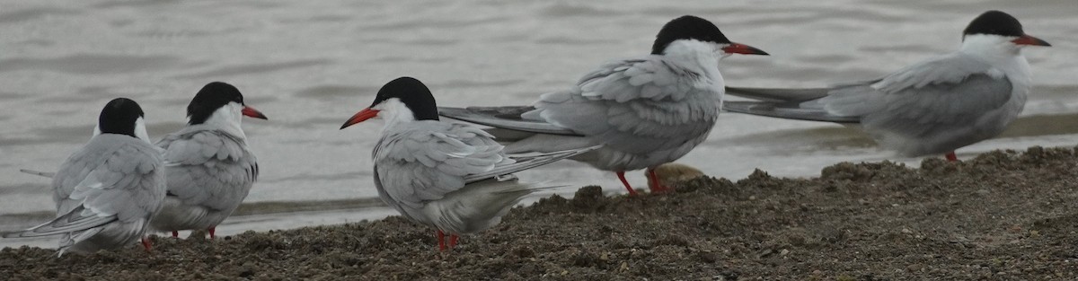 Common Tern - John McCallister