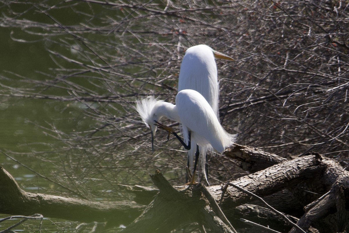 Snowy Egret - ML619612367