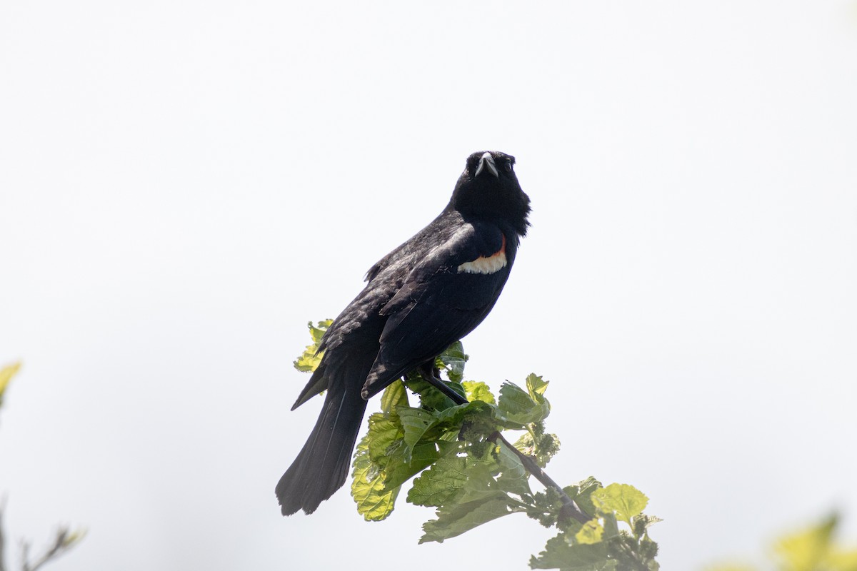 Red-winged Blackbird - ML619612368