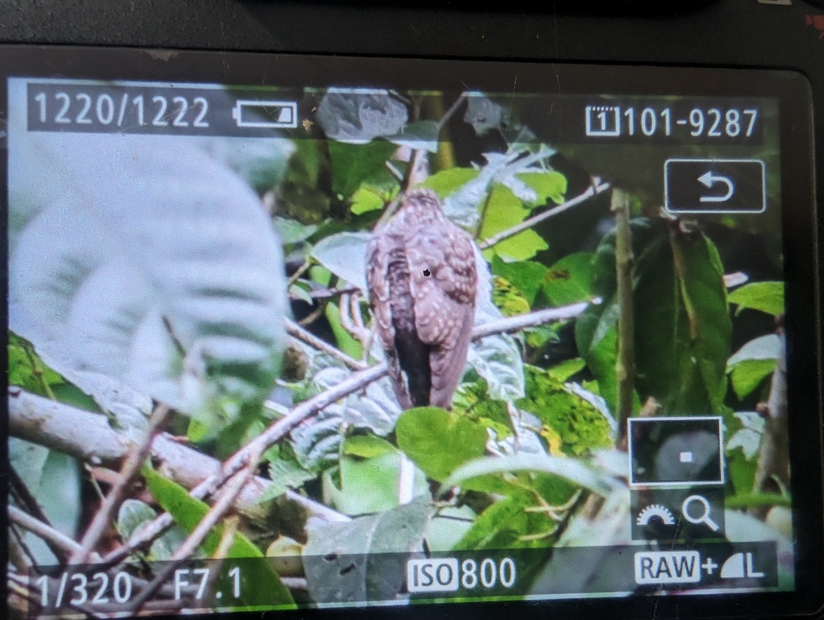 Sahul Brush Cuckoo - ML619612370