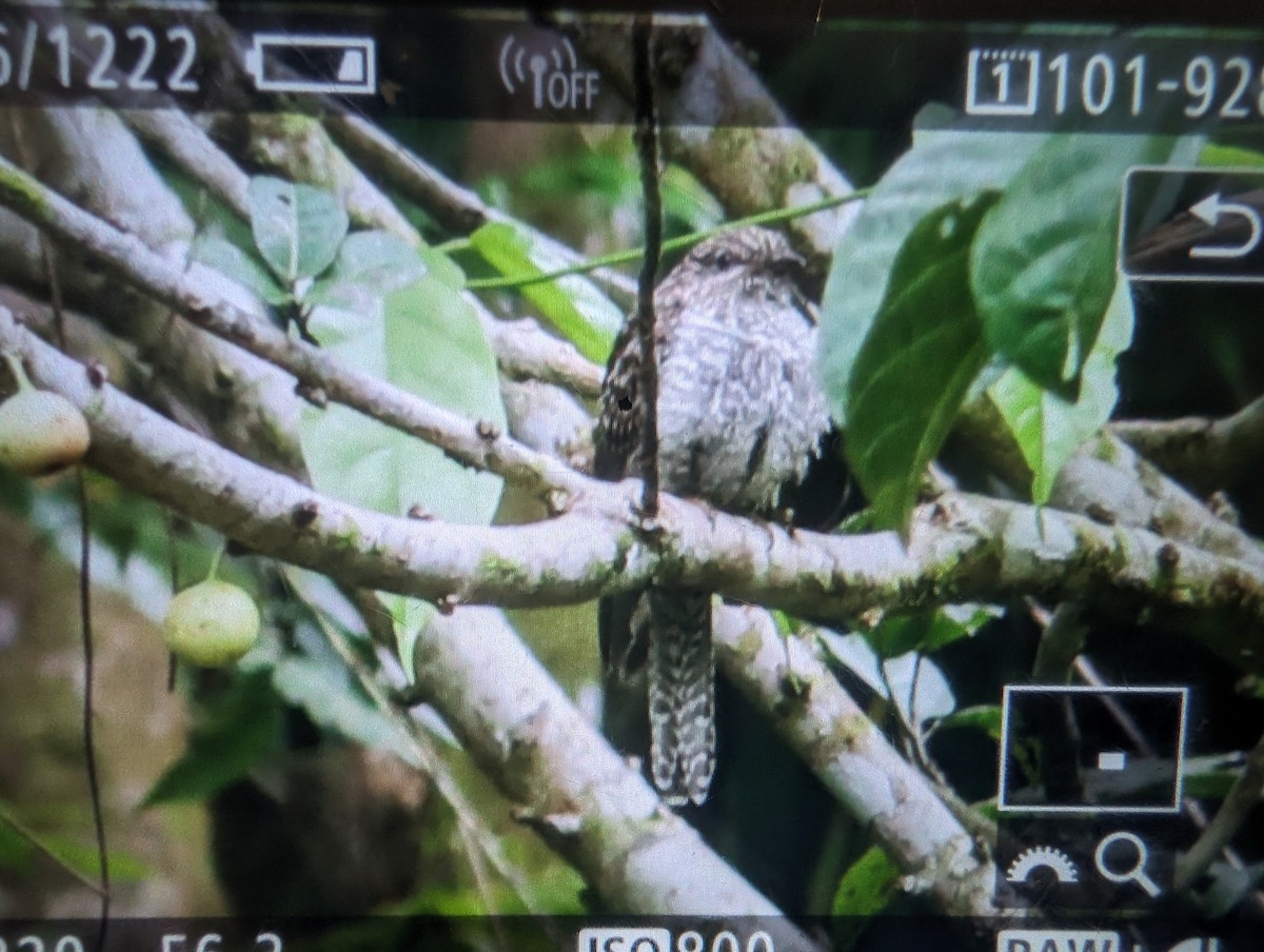 Sahul Brush Cuckoo - ML619612371