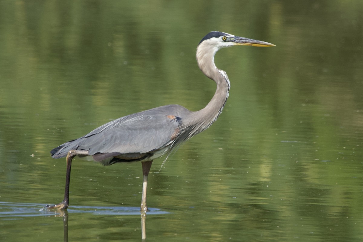 Great Blue Heron - Robert Snider