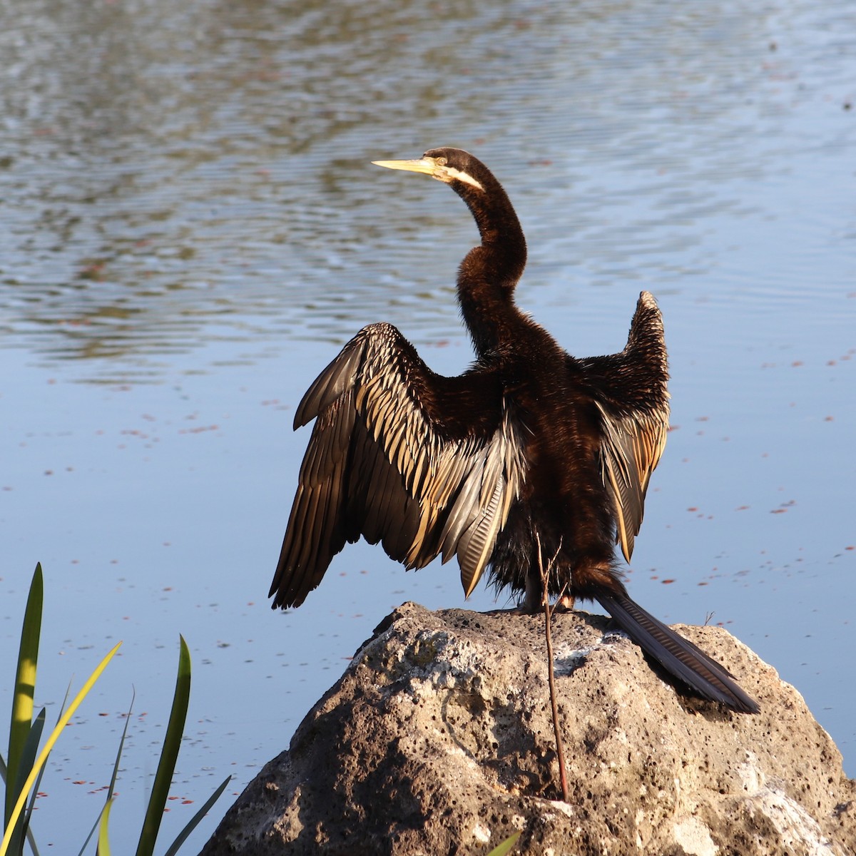 Australasian Darter - Breta Loutit