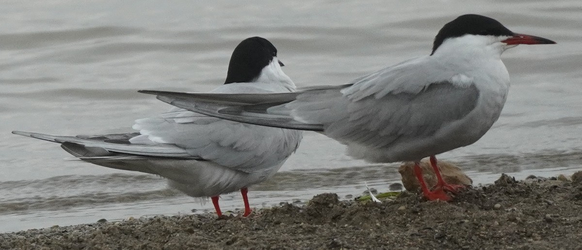 Common Tern - John McCallister