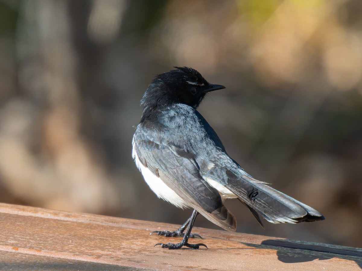 Willie-wagtail - Ed Rice