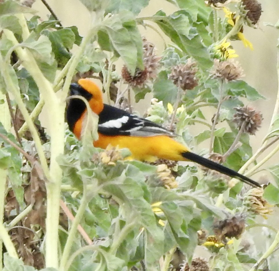 Hooded Oriole - Laura Wilson