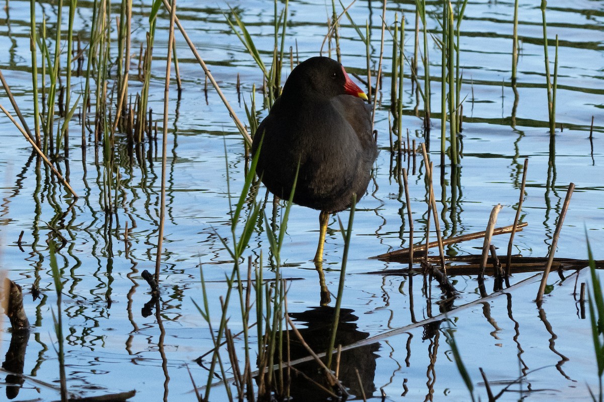 Eurasian Moorhen - Jon White