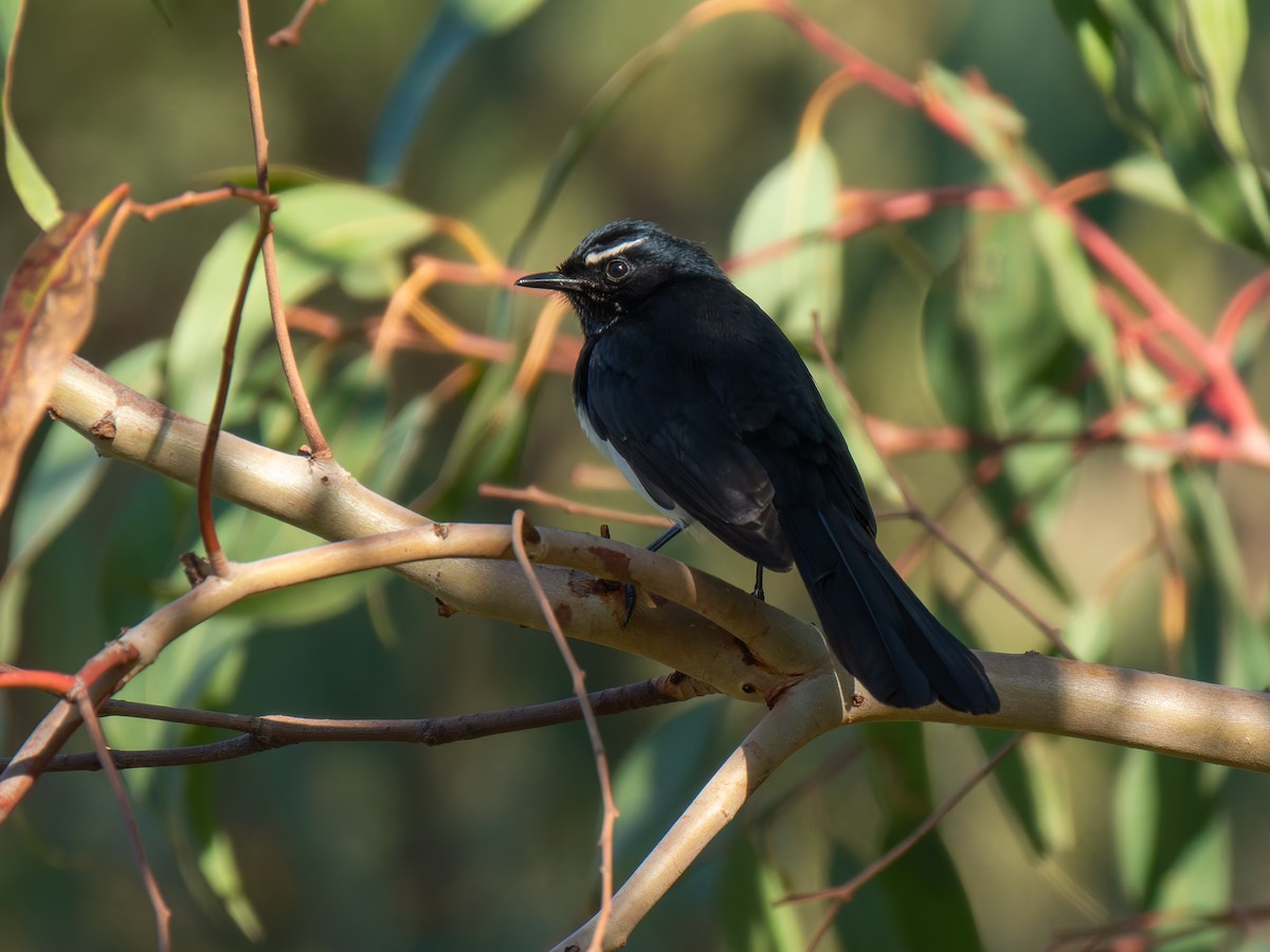 Willie-wagtail - Ed Rice