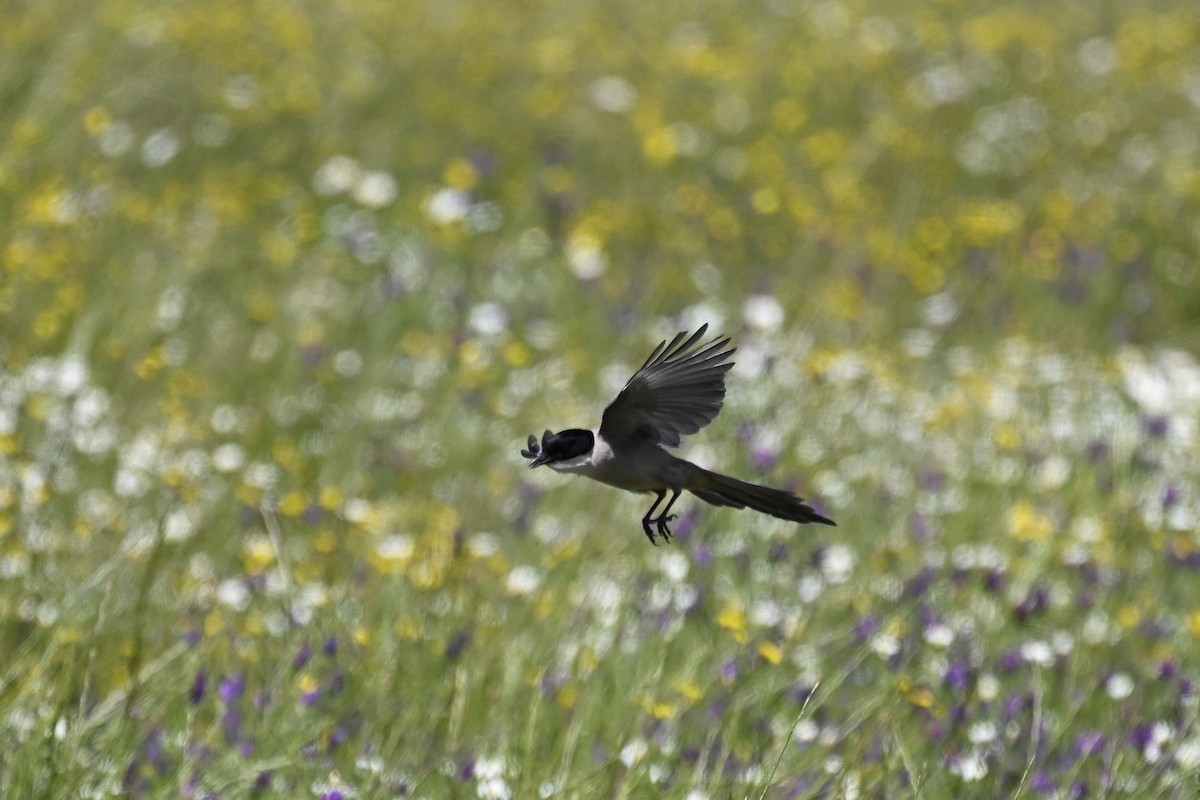 Iberian Magpie - Anonymous