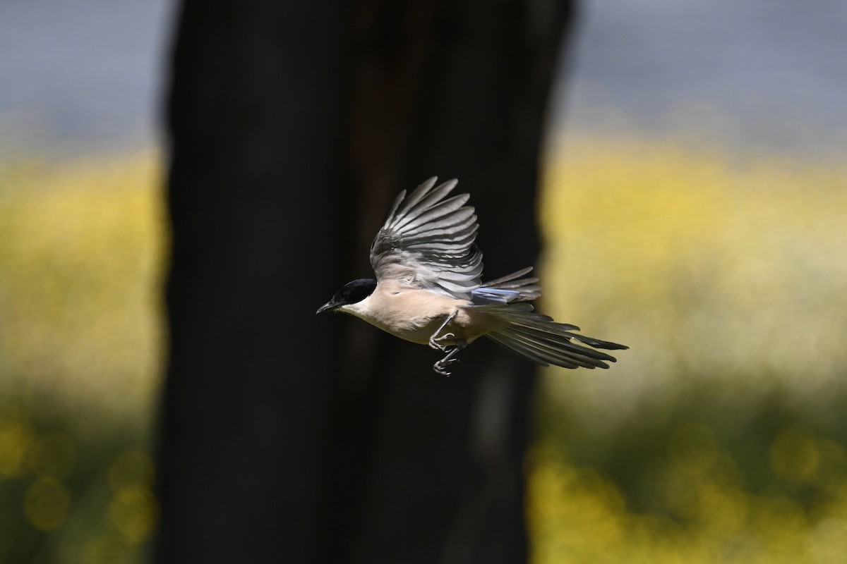 Iberian Magpie - Anonymous