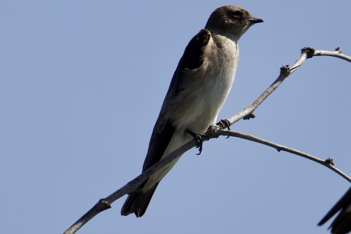 Northern Rough-winged Swallow - Robert Snider