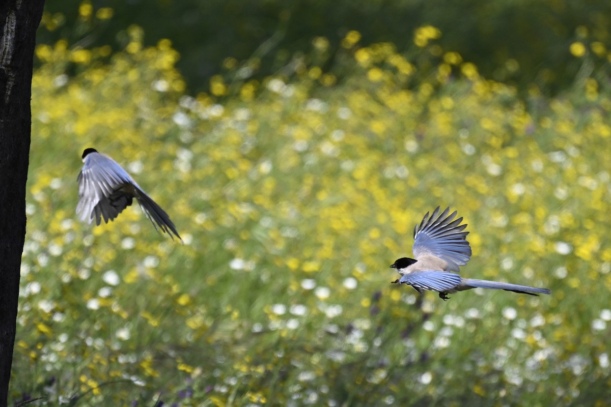 Iberian Magpie - Anonymous