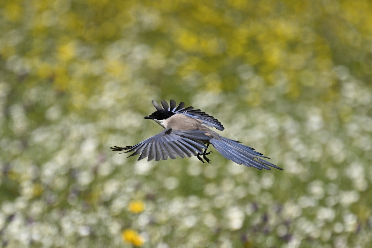 Iberian Magpie - Anonymous