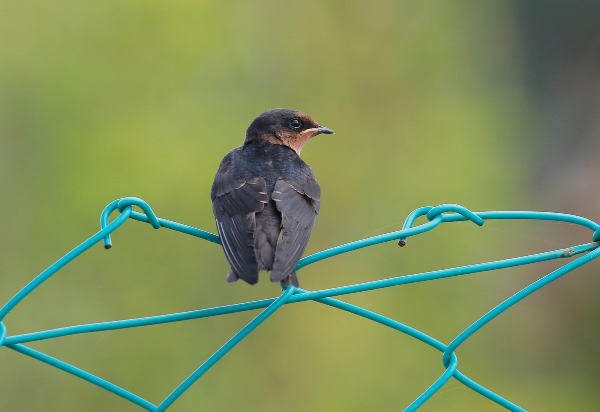 Pacific Swallow - Neoh Hor Kee