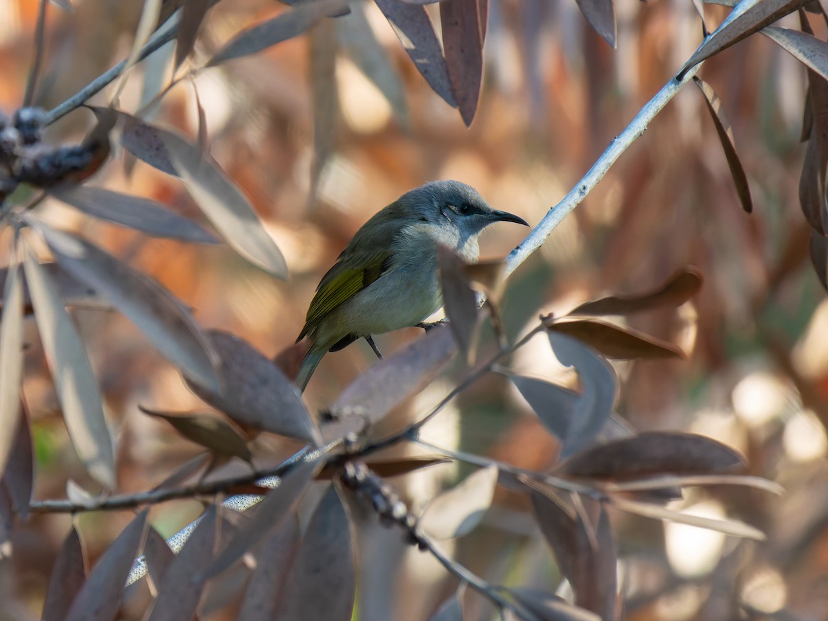 Brown Honeyeater - Ed Rice