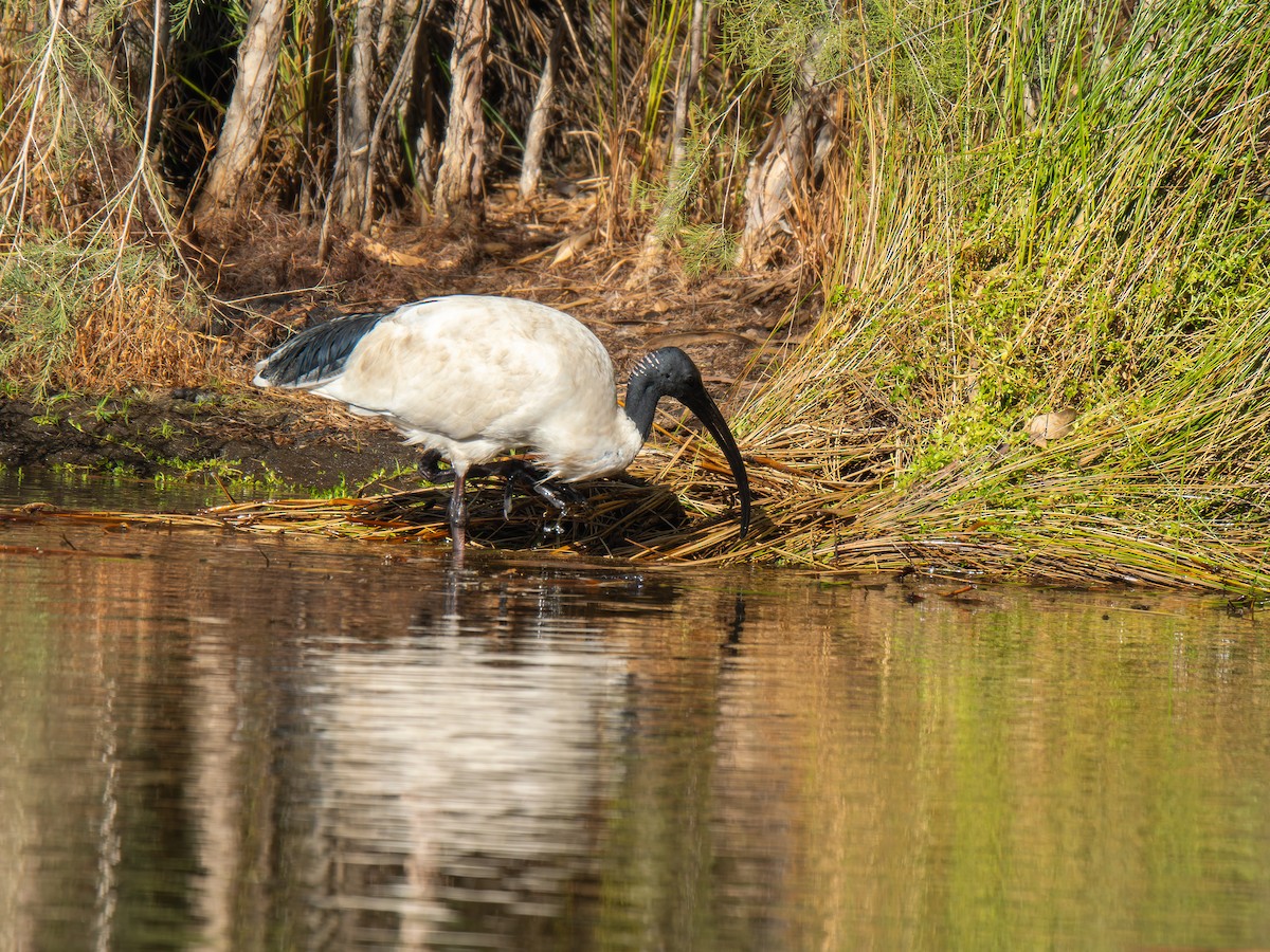 Australian Ibis - Ed Rice