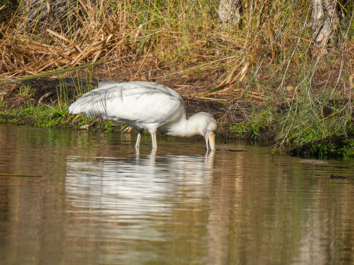 Yellow-billed Spoonbill - Ed Rice