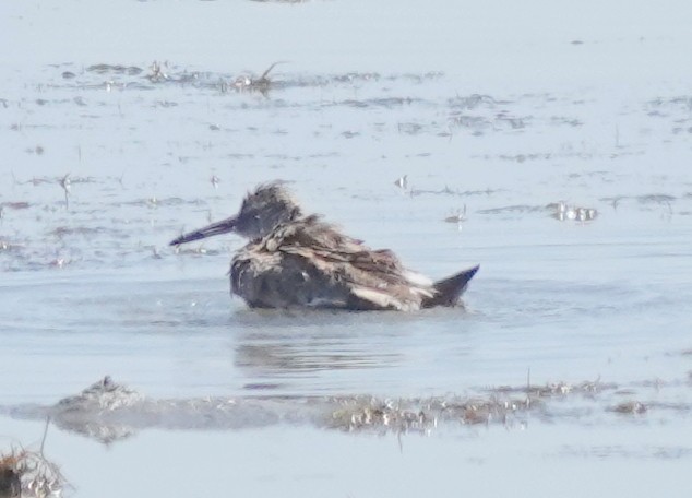 Short-billed/Long-billed Dowitcher - ML619612439