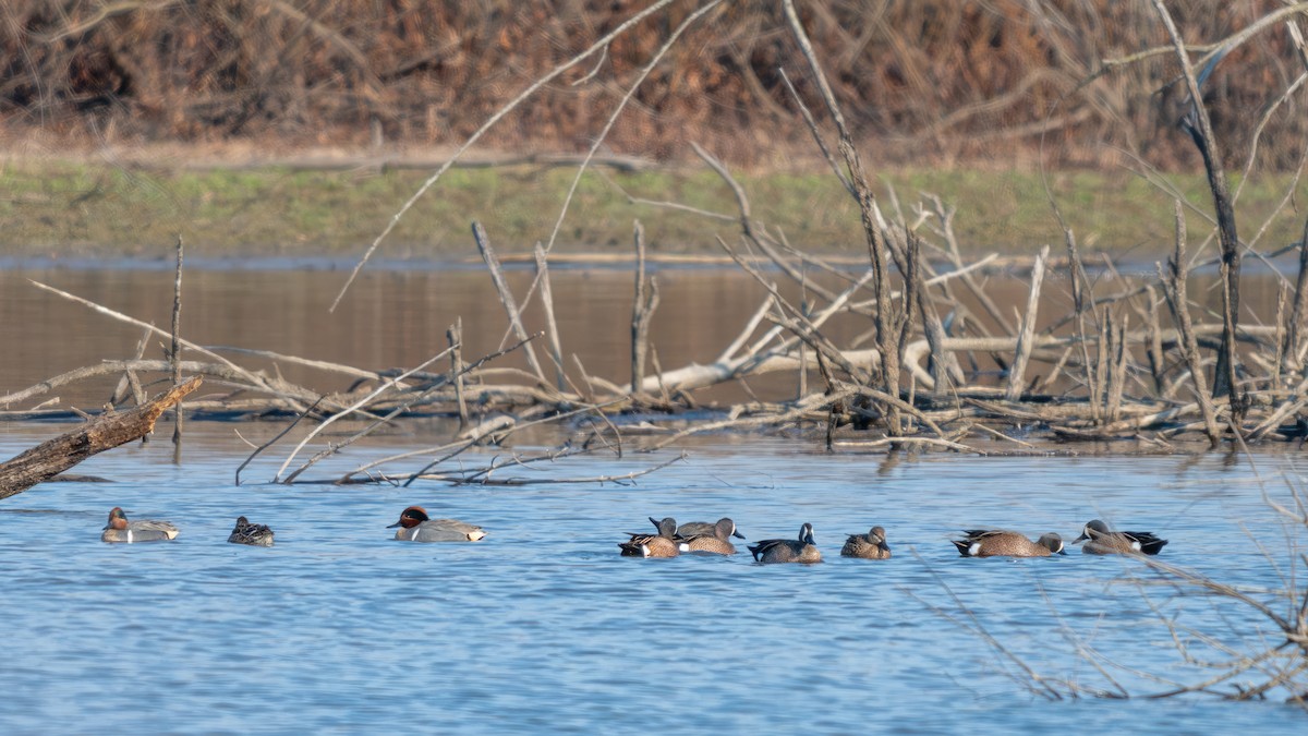 Blue-winged Teal - Tom Hudson