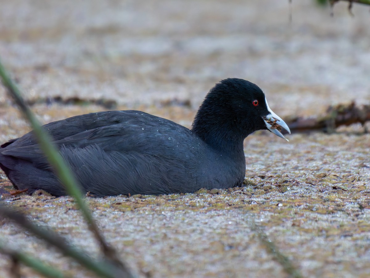 Eurasian Coot - Ed Rice