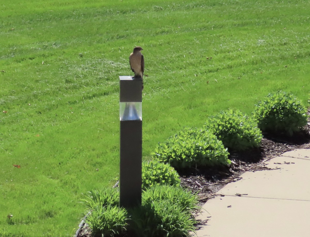 Cooper's Hawk - Lynn Hartmann