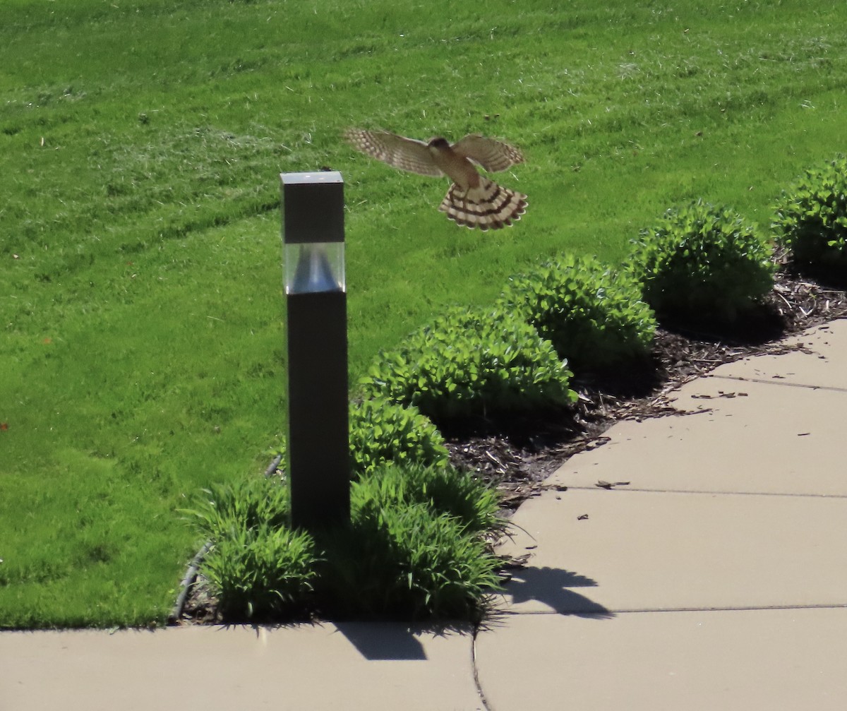 Cooper's Hawk - ML619612449