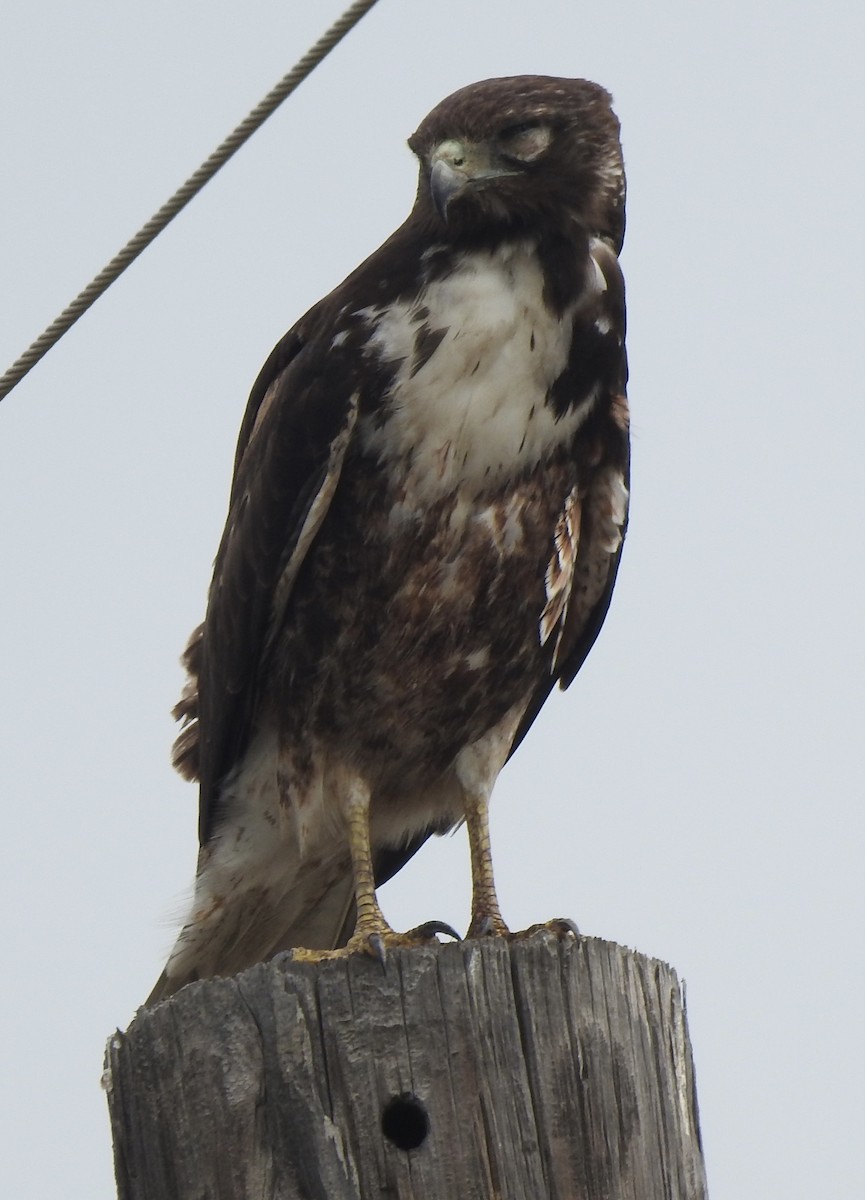 White-tailed Hawk - Laura Wilson