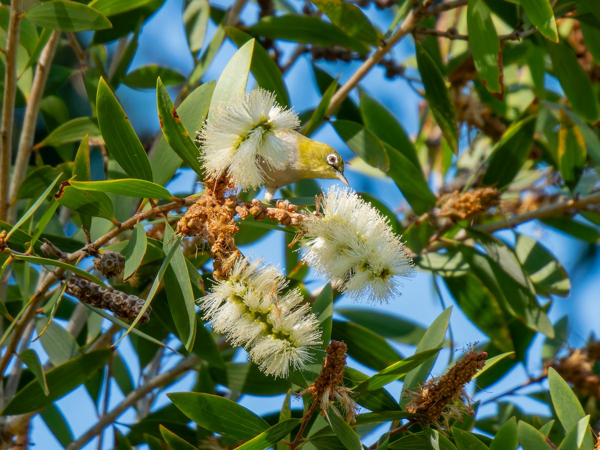 Silvereye - Ed Rice