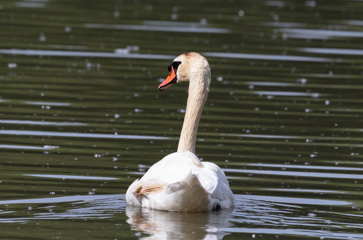 Mute Swan - Lorine Grangy