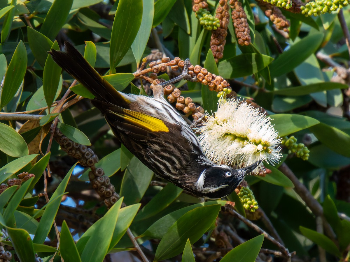 New Holland Honeyeater - Ed Rice