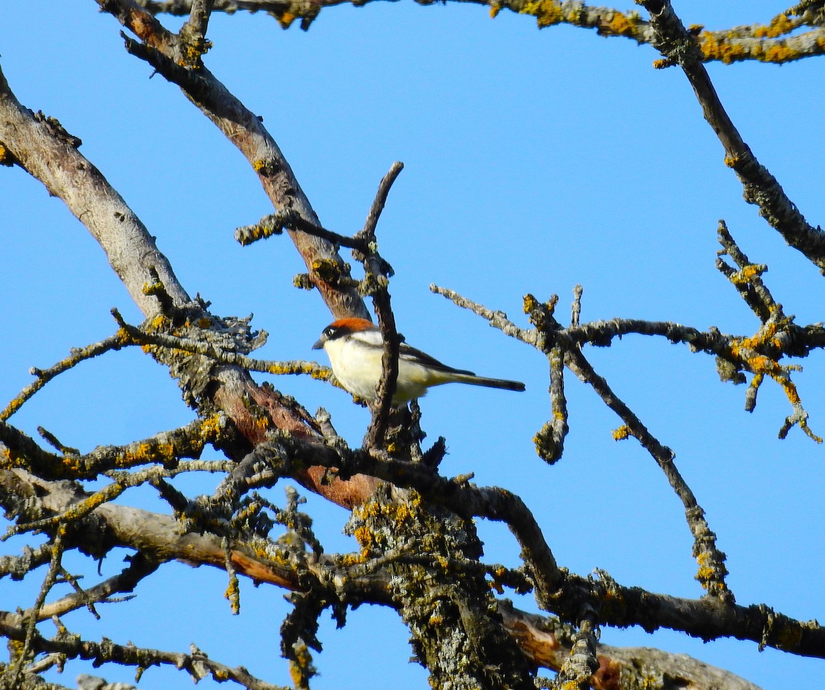 Woodchat Shrike - Fernando T Rico