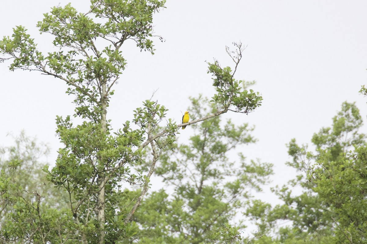 Eurasian Golden Oriole - Thomas Doebel